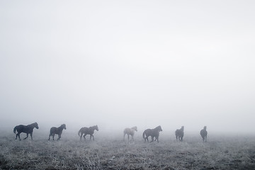 Image showing Gallping in the Mist