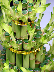 Image showing Lucky bamboo