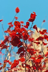 Image showing Autumnal red leaves