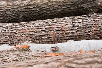 Image showing Logs of wood piled up