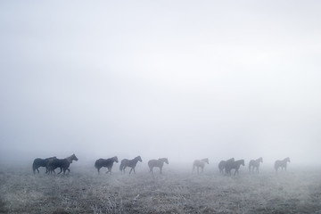 Image showing Gallping in the Mist