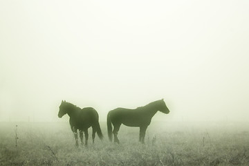 Image showing Prairie Horses