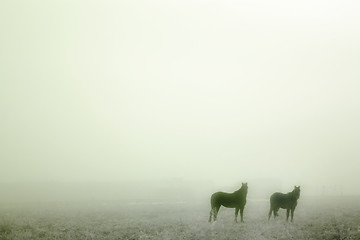 Image showing Prairie Horses