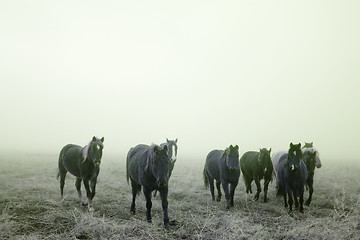 Image showing Prairie Horses