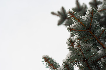 Image showing Christmas background with green pine isolated on white