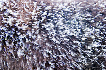 Image showing Frost Abstract