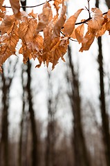 Image showing Late autumn leaves with blurry trees in background