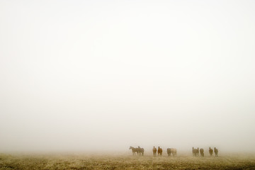 Image showing Prairie Fog