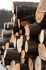 Image showing Piled up wooden logs