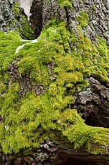 Image showing Bright Green Moss (antherocerophytes) on tree trunks