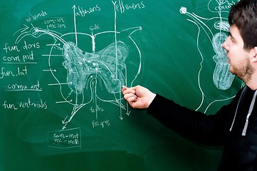 Image showing Young student showing spinal chord on green chalk board