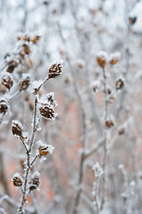 Image showing Flower with ice cristals in winter