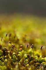 Image showing Bright Green Moss (antherocerophytes)