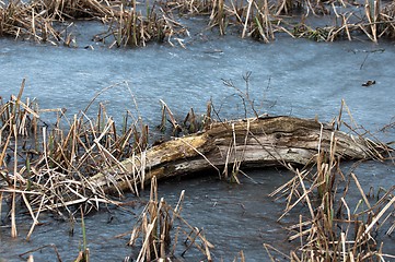 Image showing Dead tree frozen in winter pond