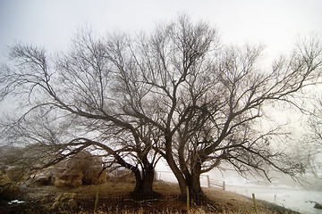 Image showing Tree in fog