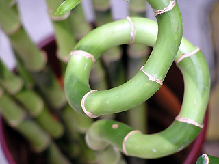 Image showing Lucky bamboo