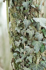 Image showing Ivy leaves on an trunk of tree