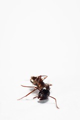Image showing Dead ant against isolated white background