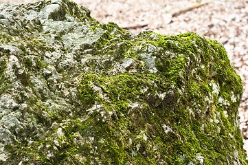 Image showing Bright green moss on rock in forest