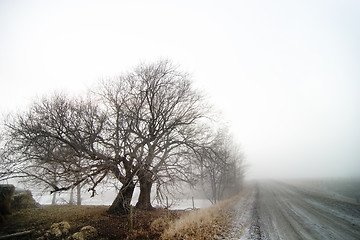 Image showing Tree in fog