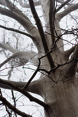 Image showing Winter tree in the fog without leaves