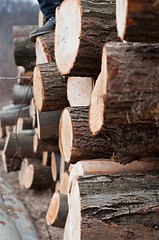 Image showing Fresh logs of wood piled up