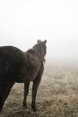 Image showing Prairie Horse