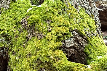 Image showing Bright green moss on tree trunk