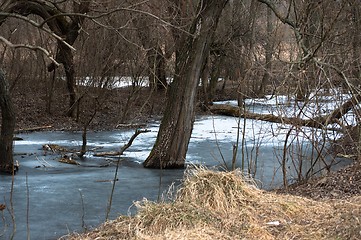 Image showing Tree frozen in winter pond