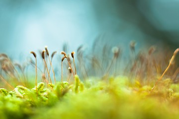 Image showing Bright green moss macro shot
