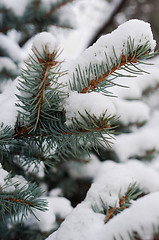 Image showing Evergreen pine covered by snow closeup