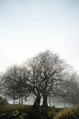 Image showing Foggy Tree Row