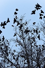 Image showing Crows flying and sitting on tree