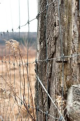 Image showing Fence with dead plants against blurry background