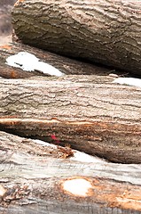 Image showing Logs of wood piled up