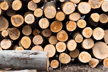 Image showing Fresh logs of wood piled up