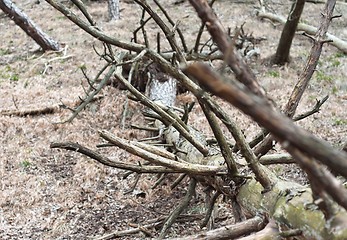 Image showing Broken and dead tree after disaster