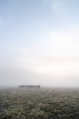 Image showing Prairie Horses