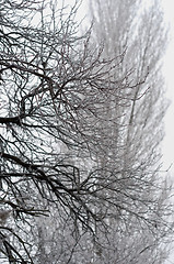 Image showing Winter trees with frozen ice cristals and with blurry background