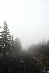 Image showing Foggy Tree Row