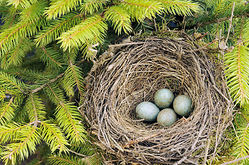 Image showing Detail of blackbird eggs in nest