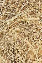 Image showing Detail of dry grass hay background