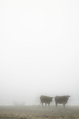 Image showing Cows in Fog