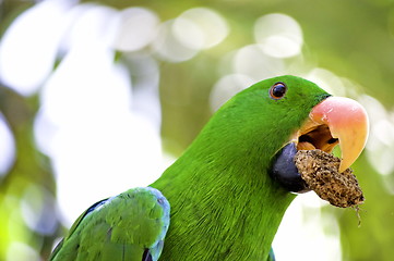 Image showing Green macaw portrait