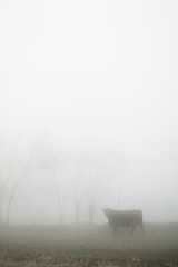 Image showing Cow in the Fog