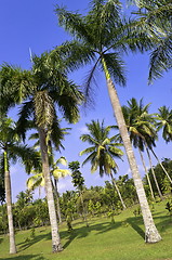 Image showing Palm tree garden