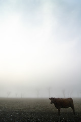 Image showing Cow in the Fog
