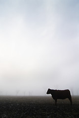 Image showing Cow in the Fog