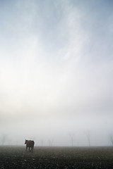 Image showing Cow in the Fog