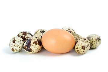 Image showing Few quail eggs and single hen egg